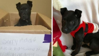 Photo of Little Boy Left A Puppy In A Box At The School Door And Flees The Scene