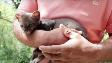 Photo of Farmer Saves Stray ‘Kitten’ From Side Of Road, Cat Ends Up Being A Cougar Cub