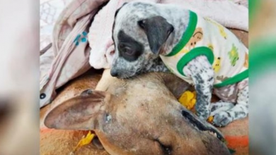 Photo of Grieving Puppy Won’t Leave Lifeless Mom Even As He Says His Last Goodbyes
