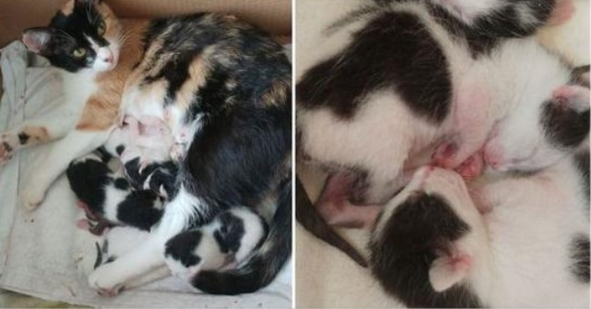 woman-invites-pregnant-stray-cat-into-her-house-and-helps-her-give