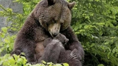 Photo of The bear brought its cub to the girl so that she pulled the splinter out of its paww