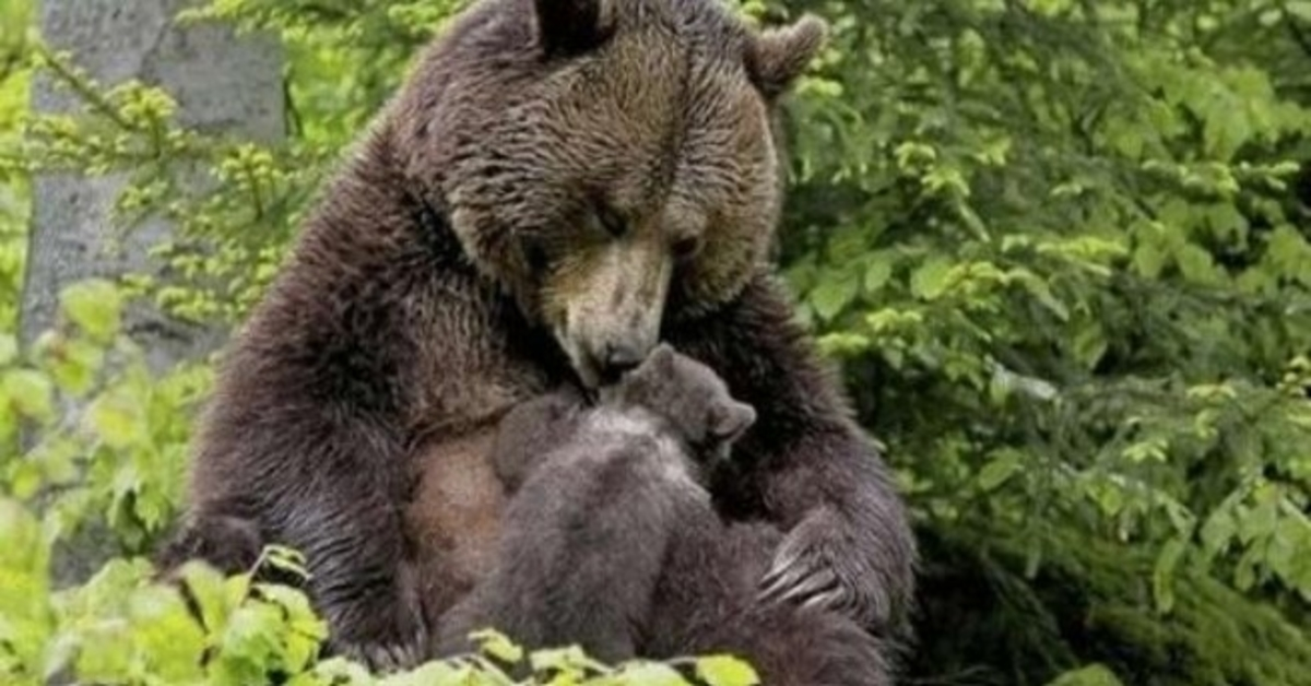 The bear brought its cub to the girl so that she pulled the splinter out of its paww