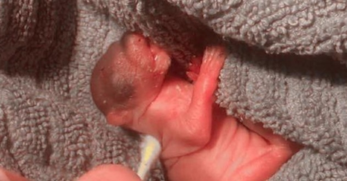 Woman Finds A Dying Pink Blob On The Ground, Vows To Give Him A Second Chance