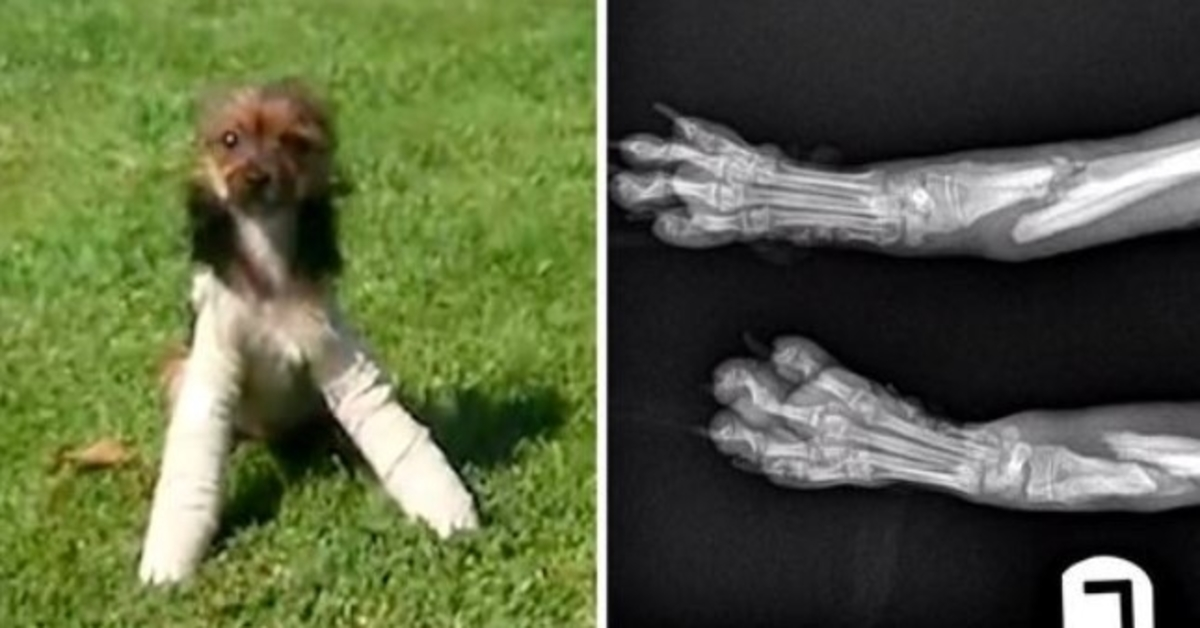 They Broke Both His Front Legs & Dumped Him, He Kept Begging Strangers For Help