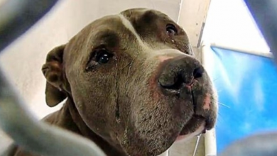 Photo of Tears Flow From His Eyes As He Can’t Understand Why Family Left Him In Shelter