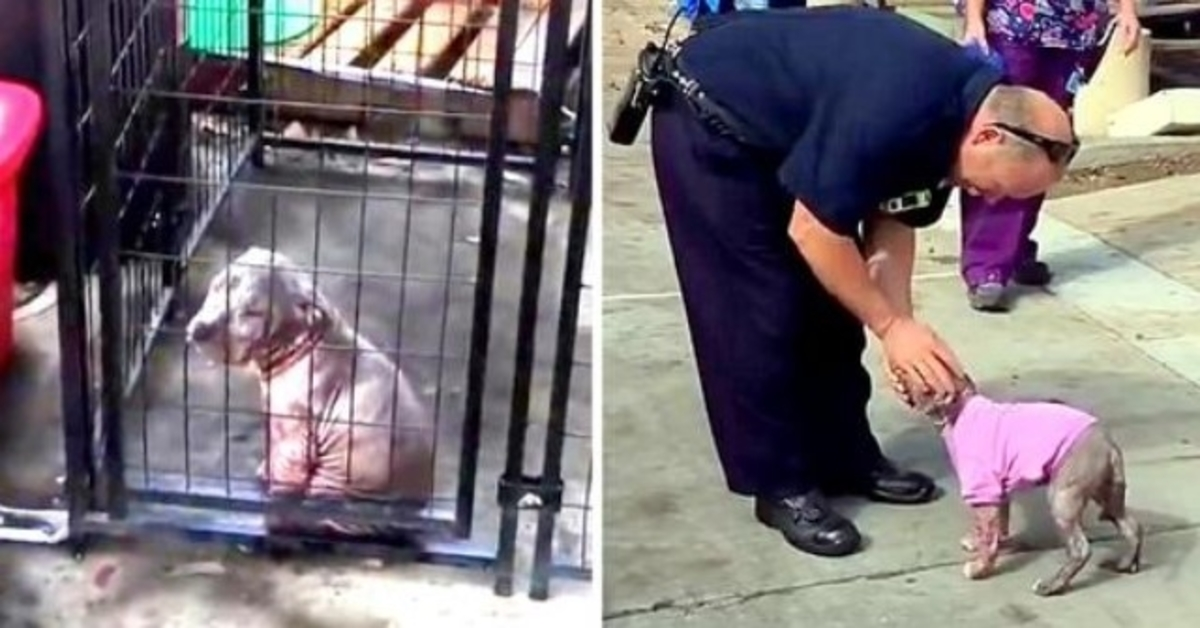 Fireman Visits Severely Abused Pup He Had Saved, Pup Clings To Him & Won’t Let Go