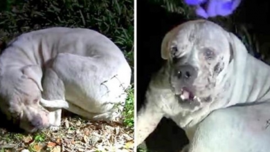 Photo of Sick Dog Dumped In Deserted Wetland Sees A Light Flashing On Him And Looks Up