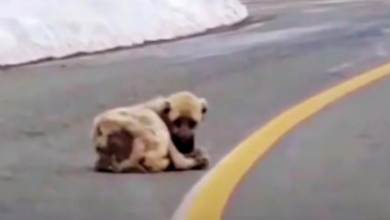 Photo of Hollow Dog Lying In Road Longed For Warmth & A Better Life But His Heart Was Wild