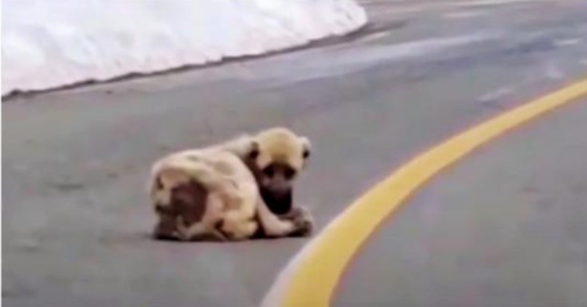 Hollow Dog Lying In Road Longed For Warmth & A Better Life But His Heart Was Wild