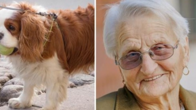 Photo of 93-Year-Old Woman’s Tiny Spaniel Missing For 2 Days So She Calls Police In Tears