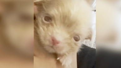 Photo of Breeder Couldn’t Profit From Tiny Albino Puppy So He Left Him On The Ground