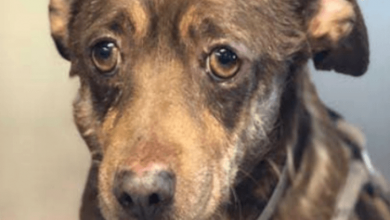 Photo of Senior Dog With The Saddest Eyes Is Dumped At Shelter Because ‘He’s Too Old’