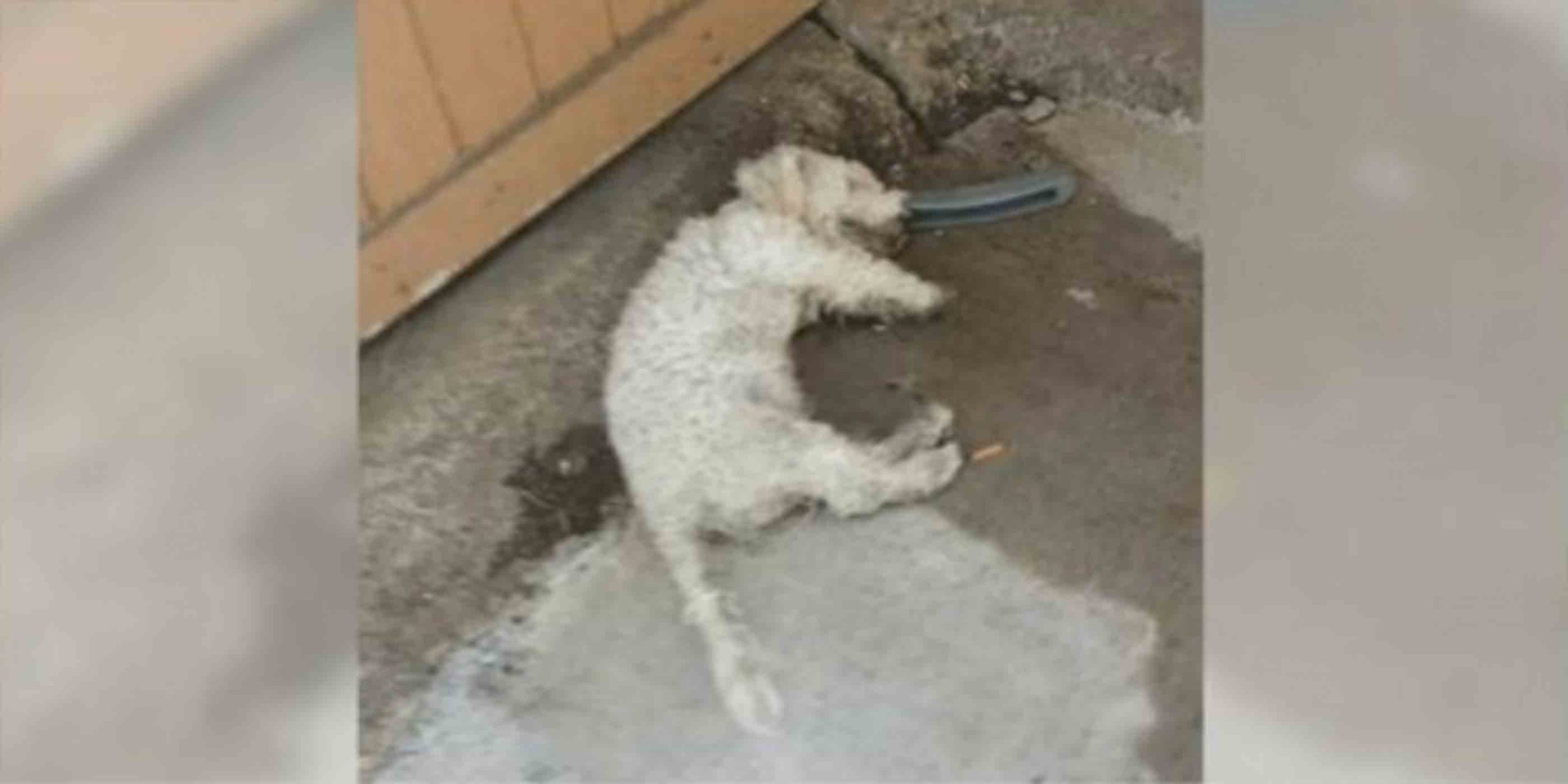 ‘Dead’ Dog Lifted His Head-Up When The Person He’s Been Waiting For Comes To Take Him Home