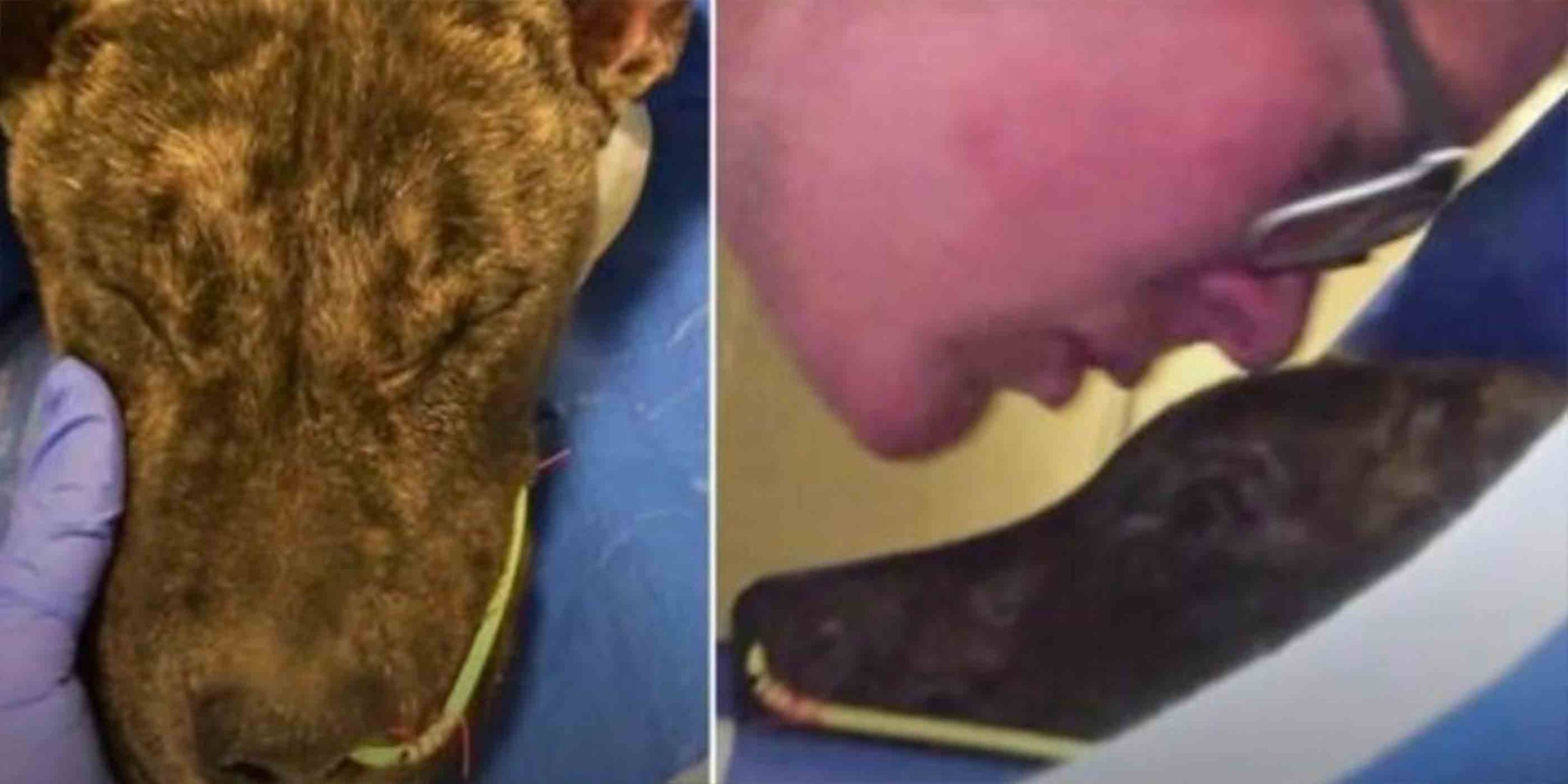 Woman Kissed Him & Said You’re Far From Alone As Unwanted Pit Fought To Survive