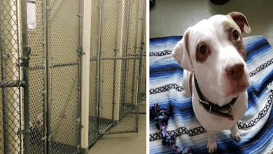 Photo of The Kennels Emptied As They All Got Adopted Except For A Sad Lonely Pit Bull