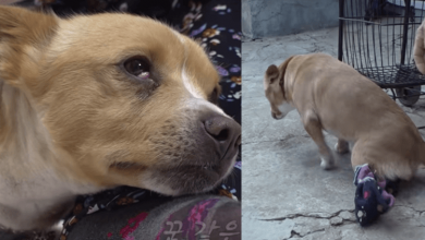 Photo of Poor Woman’s Paralyzed Dog Is Taken Away & She Collapsed To The Floor In Tears