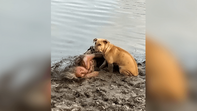 Photo of Stray Dog Finds And Protects Blind Elderly Woman By The River
