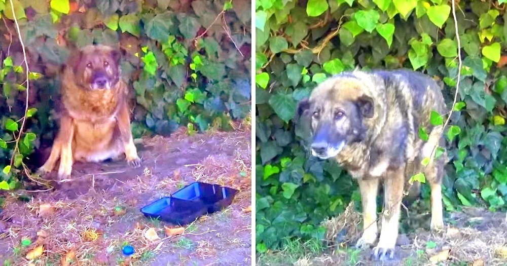 horrible-owner-dumps-sick-senior-dog-in-a-park-dog-cries-as-he-waits