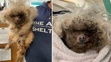 Photo of Neglected For 10 Years, Senior Dog Had Maggots Crawling In His Infected Skin