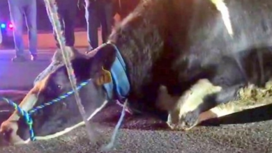 Photo of Pregnant cow desperate to save baby, jumps off truck on way to slaughterhouse