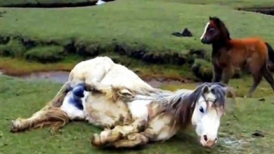 Photo of Mama Horse Gets Badly Entangled & Falls, Foal Panics As He Sees Tide Approaching