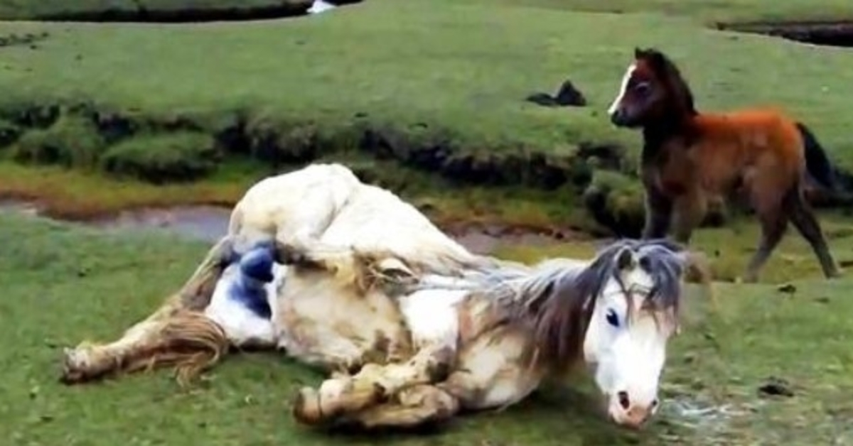 Mama Horse Gets Badly Entangled & Falls, Foal Panics As He Sees Tide Approaching