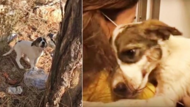 Photo of Baby Wept In Pain After Owner Left Her In Woods, Embraced Only Person Who Cared