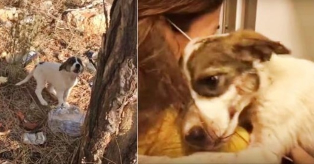 Baby Wept In Pain After Owner Left Her In Woods, Embraced Only Person Who Cared