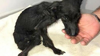 Photo of A Victim Of Extreme Cruelty, Tiny Pup Was Unloved & Forgotten His Whole Life