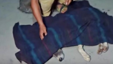 Photo of Unresponsive Dog Is Covered Up, Man Felt His “Last Breath” & Changed Plan