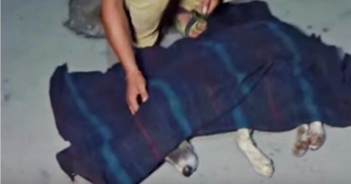 Unresponsive Dog Is Covered Up, Man Felt His “Last Breath” & Changed Plan