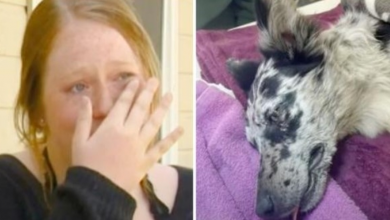 Photo of Veterinarian Discovers Distressing Cause Of 9-Month Old Pup’s Sudden Seizures