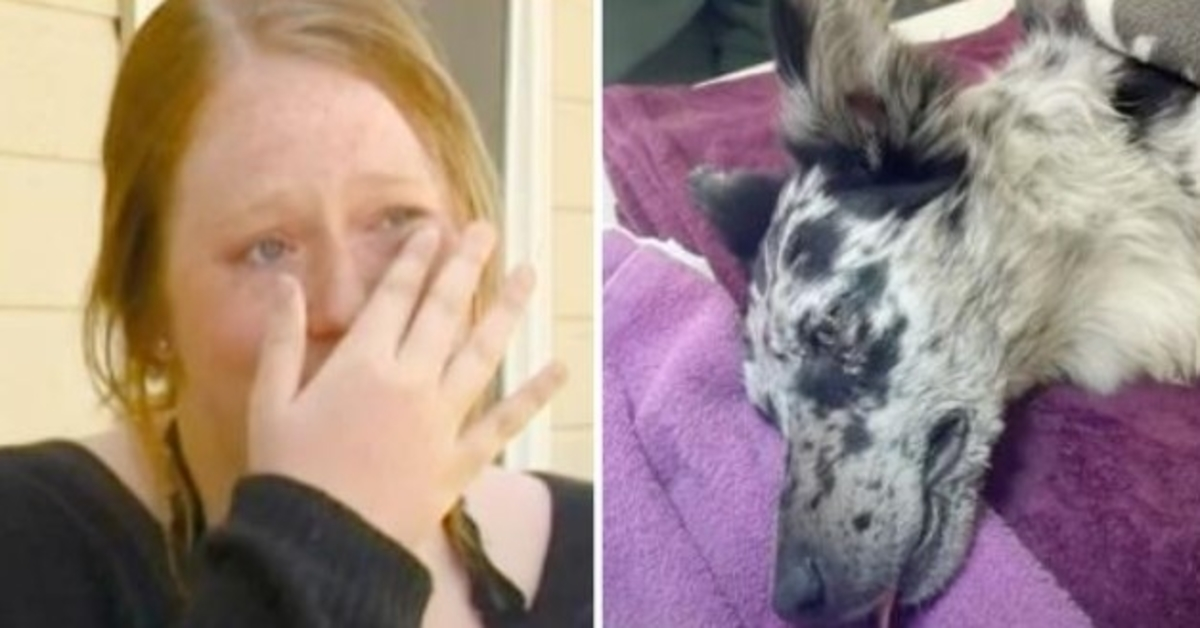 Veterinarian Discovers Distressing Cause Of 9-Month Old Pup’s Sudden Seizures