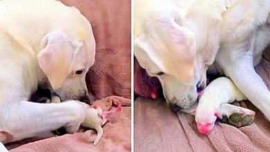 Photo of Mama Dog Desperately Tries To Save Her Weakest Puppy & The Runt Of Her Litter