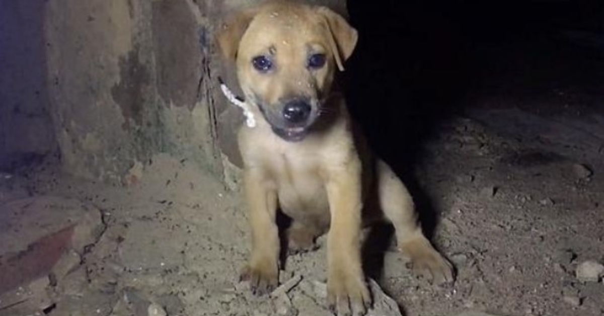 The Rope Dug Deeper Into Her Neck As She Cried Out For Help In Dark Deserted Home
