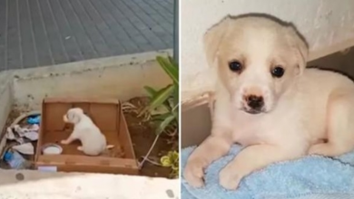 Photo of Puppy Abandoned Outside Supermarket Can’t Hide Her Happiness As Someone Came To Take Her Home