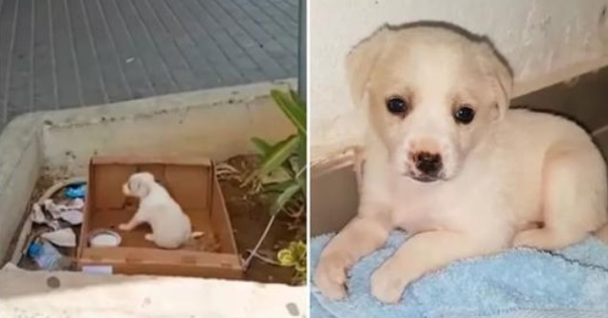 Puppy Abandoned Outside Supermarket Can’t Hide Her Happiness As Someone Came To Take Her Home