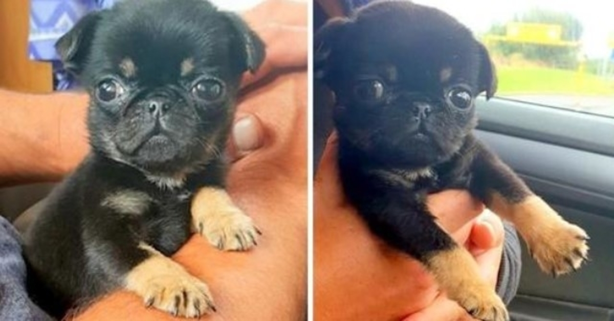 5 Week Old Puppy Found Abandoned In A Plastic Bag – Crying And Covered In Worms