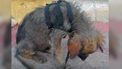 Photo of Dirty, Hungry Puppy Hung Head In Shame When He’s Told He’s Worthless & Pushed Out
