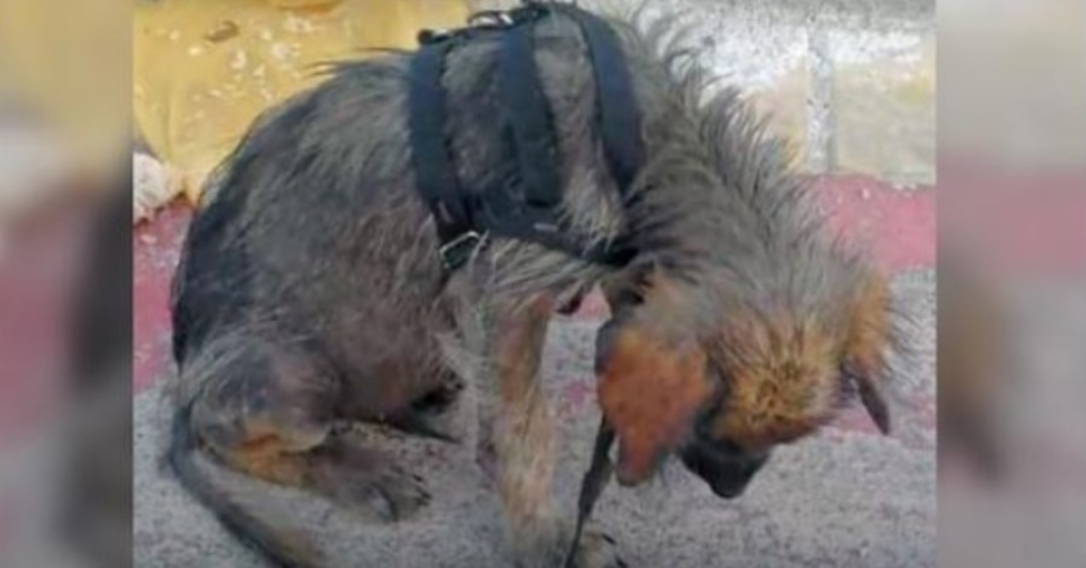 Dirty, Hungry Puppy Hung Head In Shame When He’s Told He’s Worthless & Pushed Out