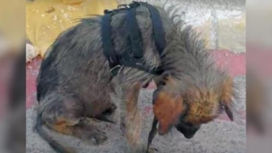 Photo of Dirty, Hungry Puppy Hung Head In Shame When He’s Told He’s Worthless & Pushed Out