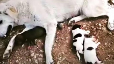 Photo of Car Paralyzed Dog As She Went Into Labor, Mama & Baby Cling-On And Ask For Prayer