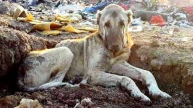 Photo of Sick Dog Tossed In Landfill For Being “Useless” Buried In Trash & Waits To Die