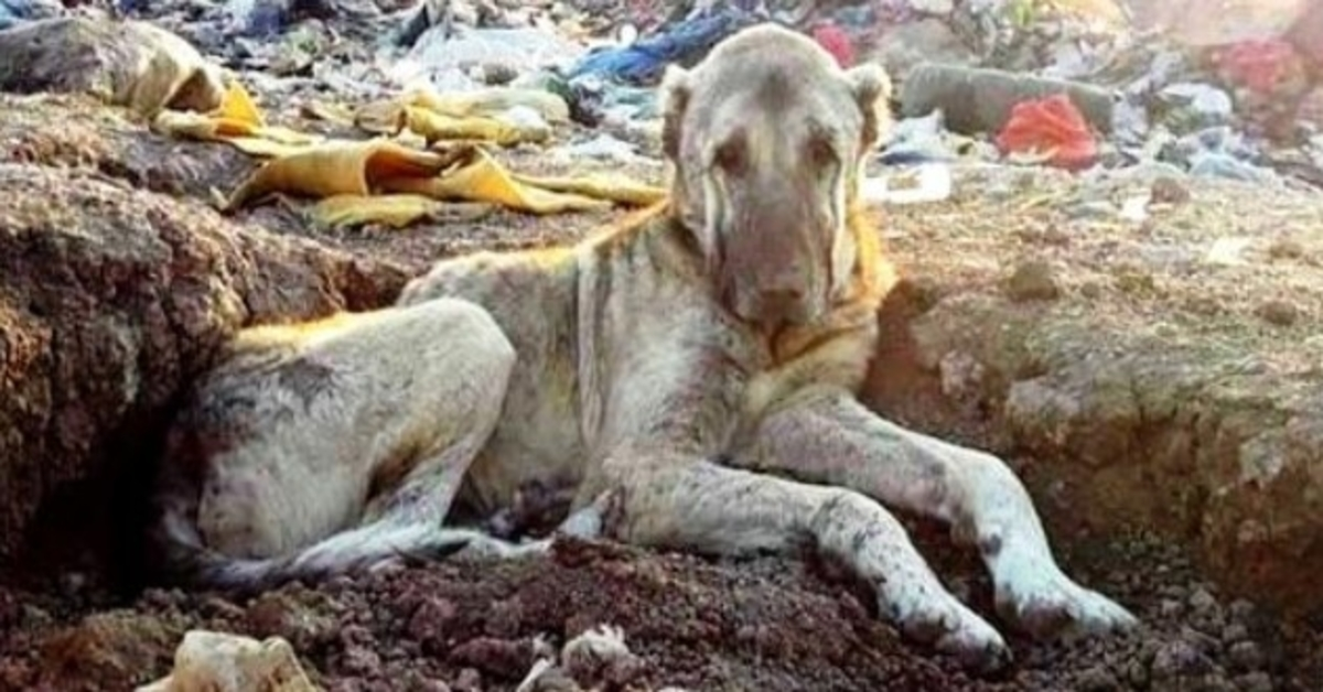 Sick Dog Tossed In Landfill For Being “Useless” Buried In Trash & Waits To Die