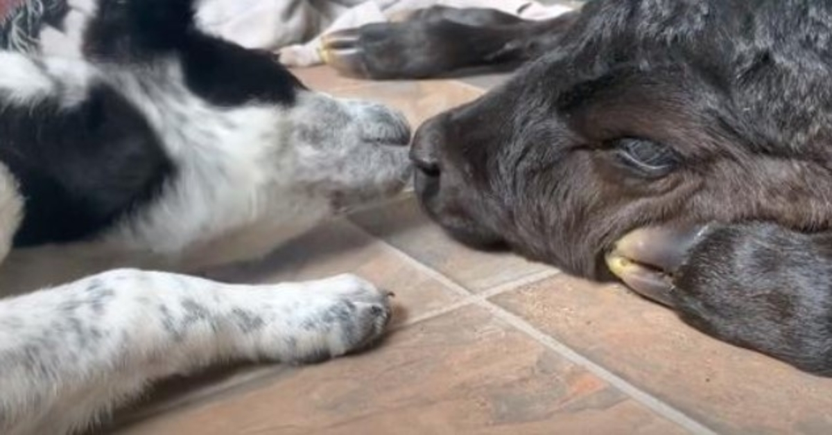 Selfless Puppy Helps Dying Calf Who Was Born Out In The Freezing Cold