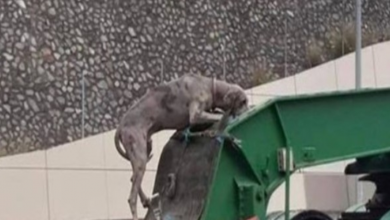 Photo of Dog Spotted Tied To Semi-Trailer On Highway By a Cruel Owner Cries And Is So Scared