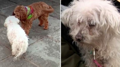 Photo of Cavapoo Finds 16-Year-Old Blind & Deaf Dog Who Vanished In The Ice-Cold Night