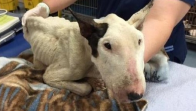 Photo of Neglected And Covered In Maggots, This Bull Terrier Is Fighting For His Life