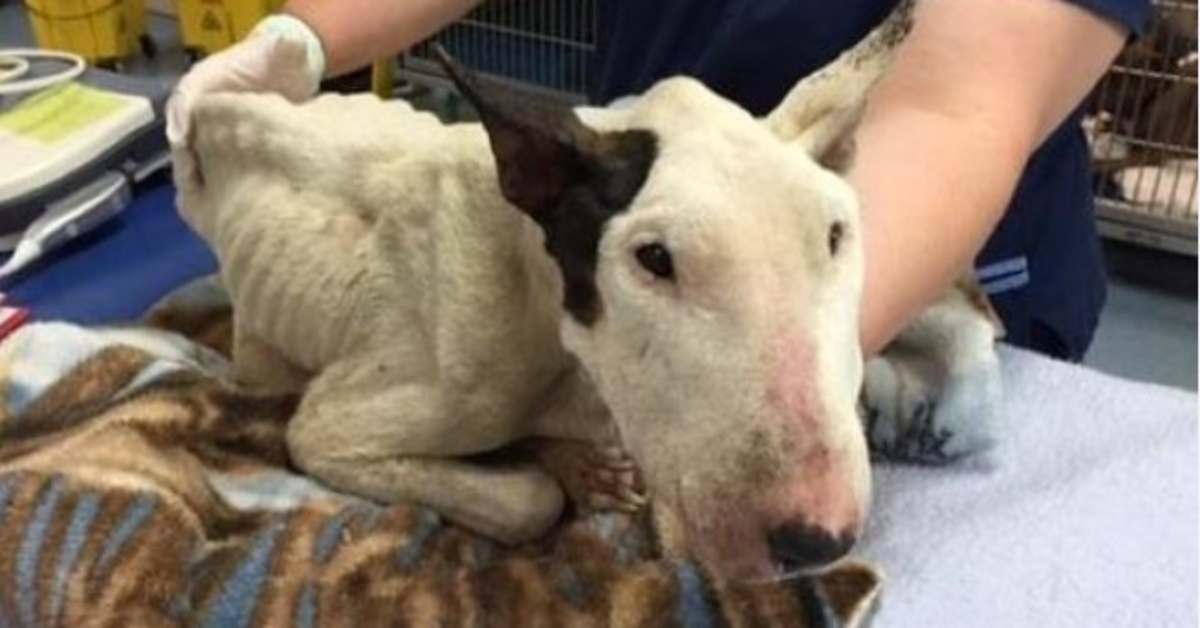 Neglected And Covered In Maggots, This Bull Terrier Is Fighting For His Life