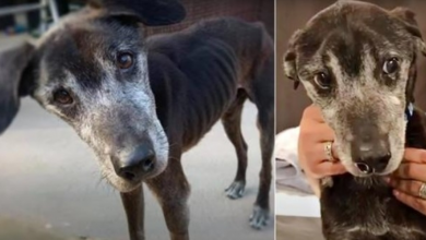 Photo of Man Claimed “Old As Dirt” Dog Deserved Nothing And Let His Tumor Grow To 7-lbs